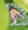 Schiffermuelleria schaefferella